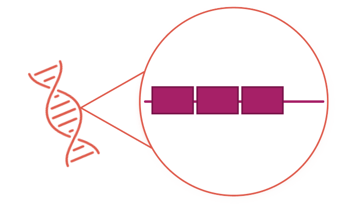 Copy number variants, a common type of genetic variant