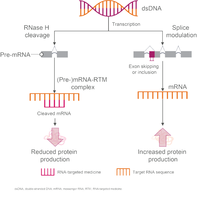 The process of how antisense oligonucleotides are proposed to work