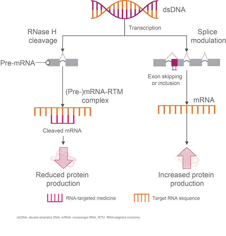 The process of how antisense oligonucleotides are proposed to work