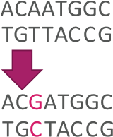 Point mutations, a common type of genetic variant